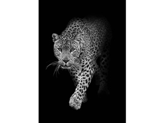 Leopard B & W 3d Kpeslap 105x148