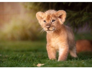 Lion Prince